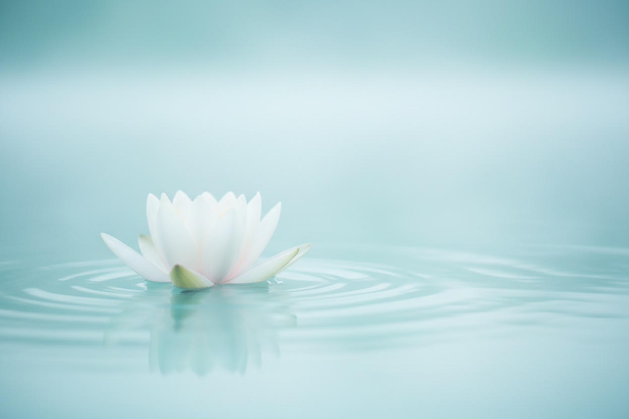 White lotus flower on tranquil water